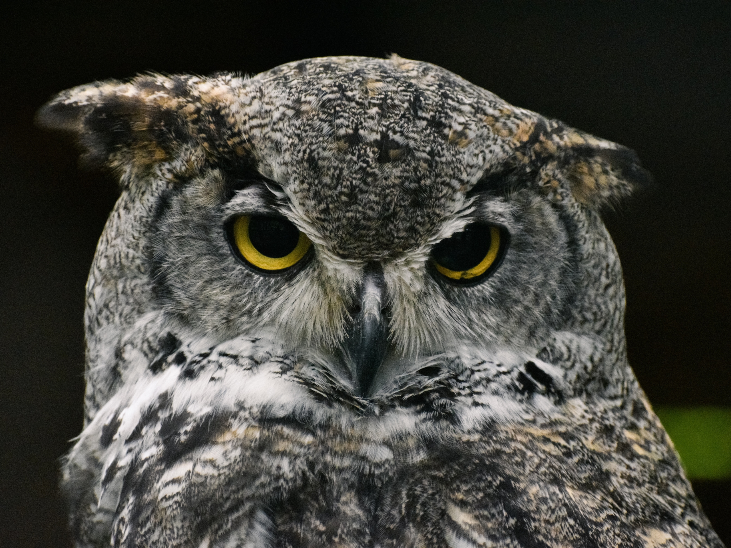close-up of a grey and white owl with golden eyes